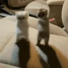 Gatos  27