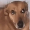 Olhos Tristes de Cachorro