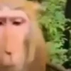 Monos y changuitos 4 🐒🦍🦧 15