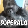 Memes de Animales 🐕🐈 13