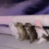 Gatos  11