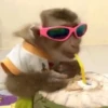 🙉Monos 🙊🐵 21