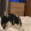 Husky fofinhos 16