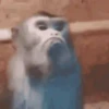 Macaco | Reações  3