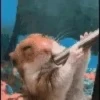 Hamster gifs baixa qualidade  15