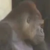 Monos y changuitos 4 🐒🦍🦧 25