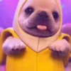 Perro pibble dog tiktok 7