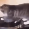 Perros y Gatos memes 🐾🐈🐶🐈‍⬛ 18