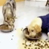 Funny animals🐾🐾 16