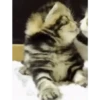 Gatitos Bonitos 11