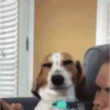 Perro sospechoso