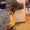 Perros y Gatos memes 🐾🐈🐶🐈‍⬛ 17