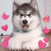 Memes de Animales 🐕🐈 5