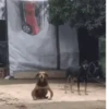 Perritos🐕 8