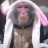 🙉Monos 🙊🐵 18
