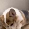 Dilo Con Animales  Vol.1 30