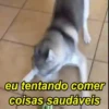 Husky fofinhos 11