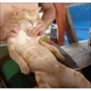 Ai que preguiça  2