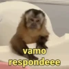 Macaquinhos reagindo 🙈 8
