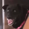 Memes cachorro | dog  6