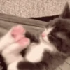 ❀ᮬ🐱⣧ ᩡᩡ Gatitos!©️Pochis 22
