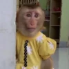 Monos  6