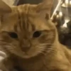 Gatitos Animados Pa Enviar 11