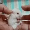 Hamster gifs baixa qualidade  23
