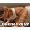 Memes pa' decir buen dia☀️ 11