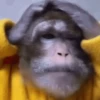 Monos Moods🙊🙉 24