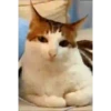 Gato tranquilo