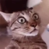 😸 Gatitos 😸 9