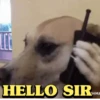 Animals Reaction 15
