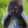 Monos  10