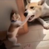Peleas 10