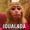 🙈Reacciones de Monos/Monkeys🙉 9