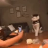 Perros y Gatos memes 🐾🐈🐶🐈‍⬛ 15
