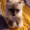 Gif kucing 6