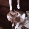 😻Gatitos Pal Chat 2 😹 22