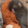 Punch monito 🙈 peluche 🧸 16