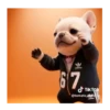 Perro Pibble Tiktok 🐶 ❤️ 5