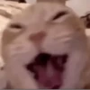 Gatinhos animados 19
