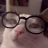 Котики для чата 🐾💬 14