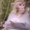 Macacos 14