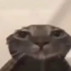 Gatinhos | Cats 🐱 13
