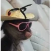 Monkeys random 4