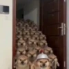 Puppies with attitude 🐶😄 12