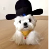 🧿 Cachorro fantasiado 🏴‍☠️🐕 13