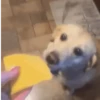 Happy Dog Asking for a Treat