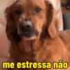 Cachorros debochados 12